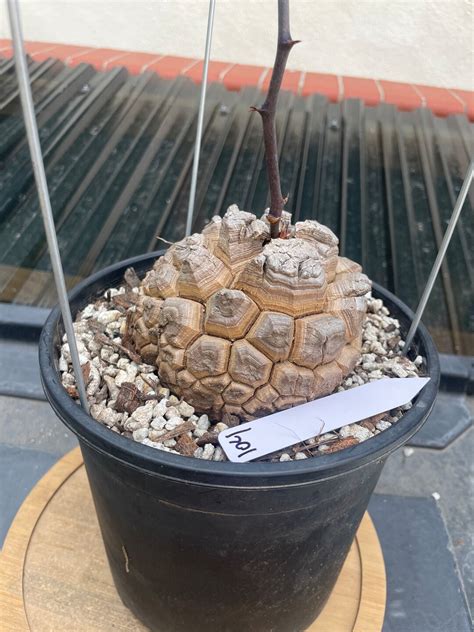 Vining Dioscorea Elephantipes 46in Caudex Succulent Cactus Plant