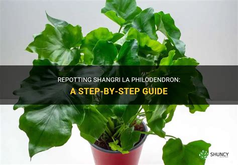 Repotting Shangri La Philodendron A Step By Step Guide Shuncy