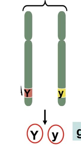 Genetics Lec 1 Flashcards Quizlet