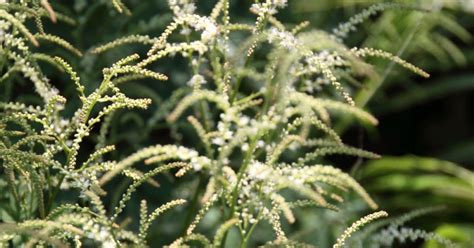 Aruncus Johannifest Geitenbaard Bloemenpark Appeltern