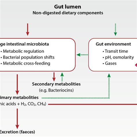 Schematic Diagram Of The Gut Microbial Ecosystem Metabolic Flows Are