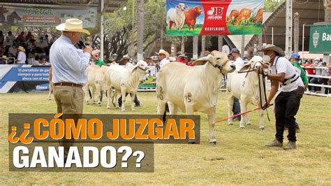 Como Juzgar Ganado Expo Feria Ganadera 2021 YouTube