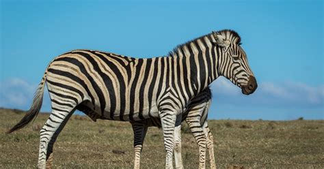 Zebra Da Plan Cie Plains Zebra Equus Quagga Biofaces Bring