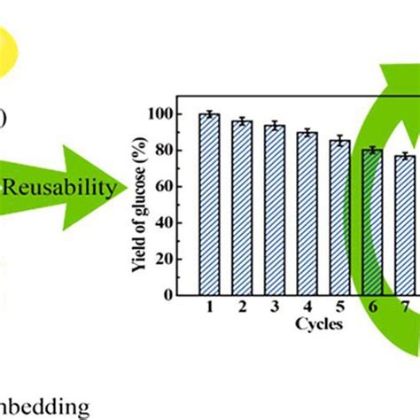 The Immobilization Of Cellulase Onto Fe3O4 Nanoparticles And Employed