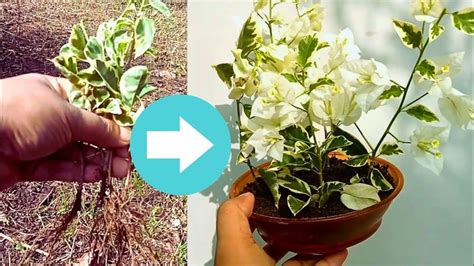 How To Grow Bougainvillea Tree From Cuttings Method Of Propagating