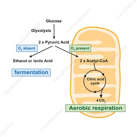 Fermentation Diagram