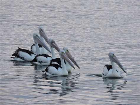 Bird Australian Pelican Barwon Bluff