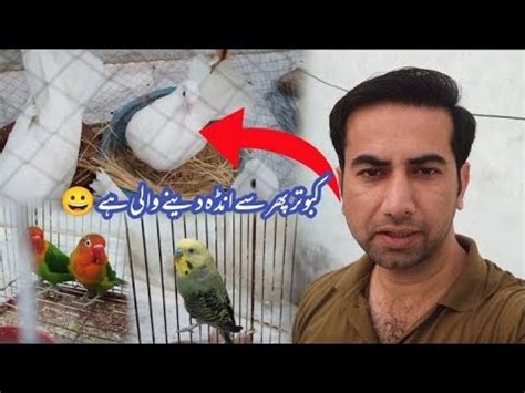 Kabootar Phir Se Egg Lay Krnay Wali Hai YouTube