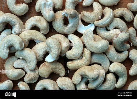 Cashew Nut Anacardium Occidentale Nuts Stock Photo Alamy