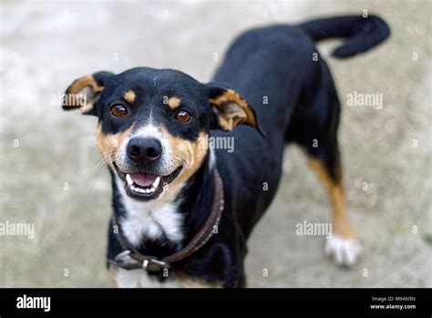 dog of breed mestizo of black color and parts white and hazel color ...