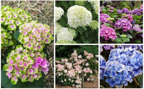 12 Different Varieties of Hydrangea - Garden Lovers Club