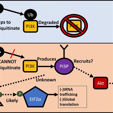 Proposed molecular mechanism of artemisinin resistance. Solid lines... | Download Scientific Diagram