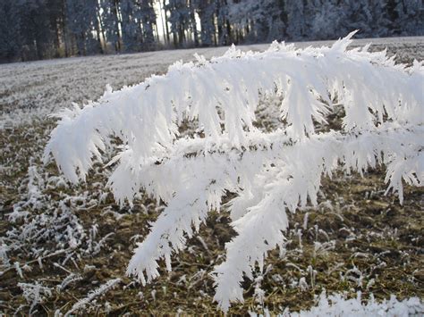 Free Images Tree Branch Snow Winter Fog Frost Ice Weather