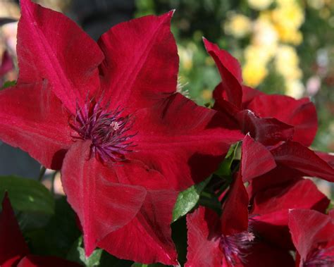 Clematis Nubia A Garden Center Duluth Minnesota Plants Trees