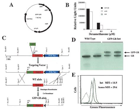 Generation And Functional Testing Of Gfp Gr Fusion Protein In Vitro And