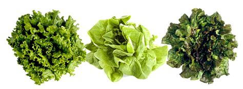 Lettuce Png Photo Image Png Play