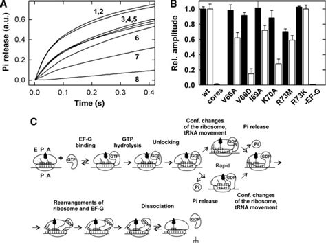 Pi Release From Ef G After Gtp Hydrolysis A Time Courses Of Pi