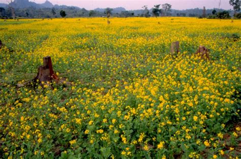 Improving India’s oilseeds production