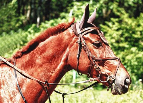 Brown horse in riding tack stock photo. Image of rural - 7325380