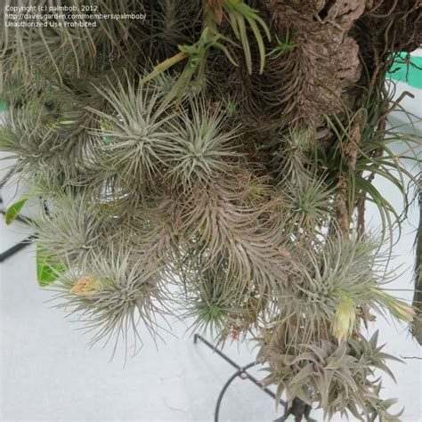 Plantfiles Pictures Tillandsia Bromeliad Air Plant Tillandsia Heteromorpha By Palmbob