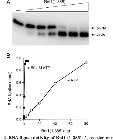 Figure 1 From Characterization Of A Baculovirus Enzyme With Rna Ligase Polynucleotide 5′ Kinase