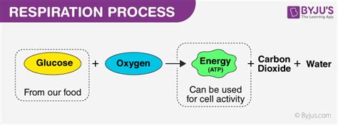 Aerobic Respiration – An Overview, Steps and its Process