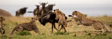 Day Cheetahs Tanzania Safari Semi Luxury Bush City