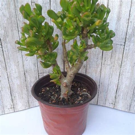 Crassula Ovata Gollum Etsy