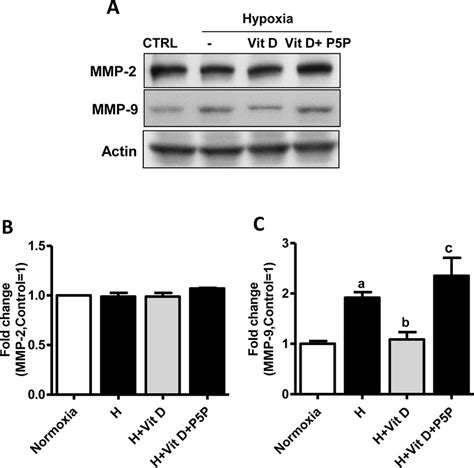 Effects Of Oh D On Mmp In Bend Cells Cells Were