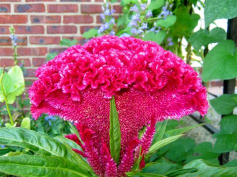 Celosia Piante Da Giardino Pianta Ornamentale Celosia