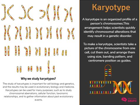 Karyotype - Infographic templates