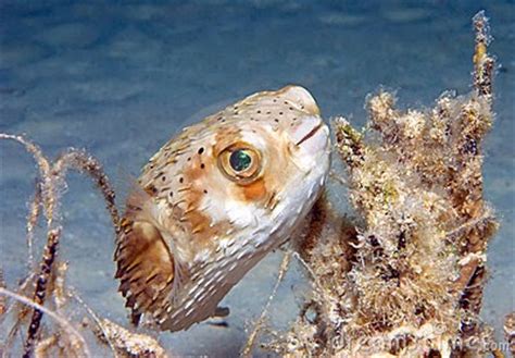 Balloon Fish Tetraodontidae