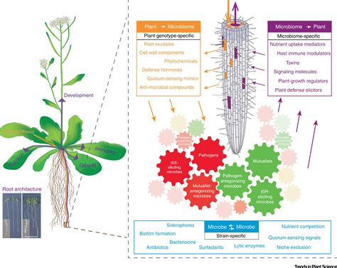 The Soil Borne Supremacy Trends In Plant Science