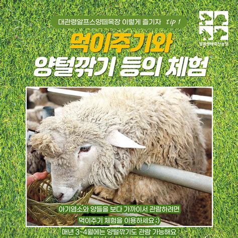 대관령 최고의 전망을 자랑하는 목장 방목생태축산 관련 콘텐츠