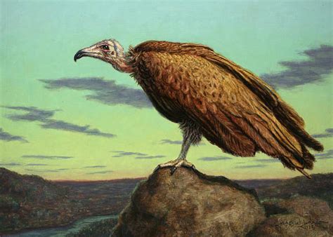 Vulture Painting