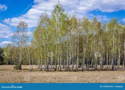 Birch Trees In Poland Stock Image Image Of Scenic Countryside 191891925