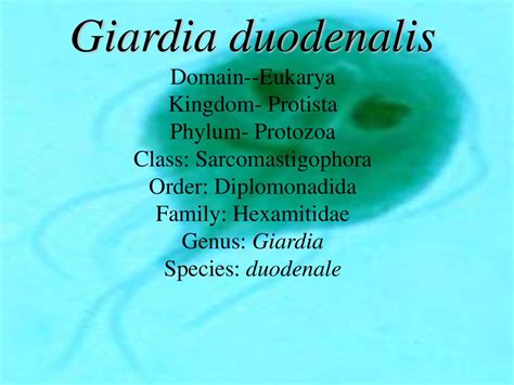 Giardia Duodenalis Ashley Tharayil Ppt Download