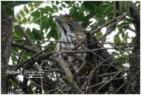 Crested Goshawk nesting