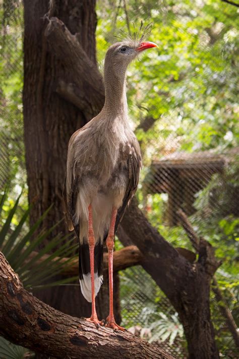 Red-Legged Seriema