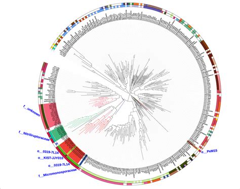 The Phylogenetic Tree Of Actinobacteria Otus The Branches Of The