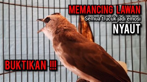 Trucukan Gacor Tarung Ropel Panjang Ini Paling Ampuh Buat Pancingan