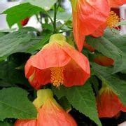 Abutilon Lucky Lantern Tangerine 6 Pot Hello Hello Plants