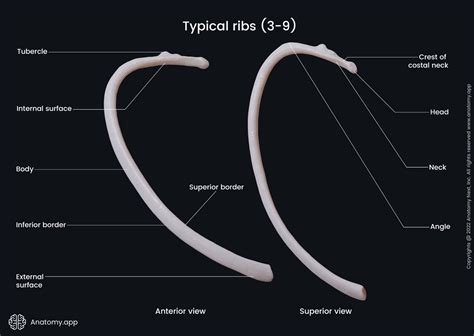 Landmarks Of Typical Ribs Anterior And Superior View Media Library