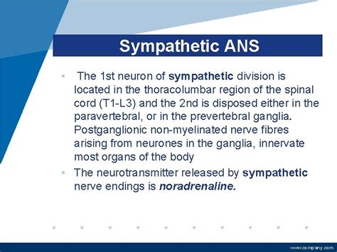 Autonomic Nervous System Cholinergic Agonists Cholinomimetics Ph D