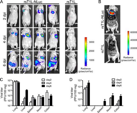 In Vivo Live Imaging Of Oncolytic Mammalian Orthoreovirus Expressing