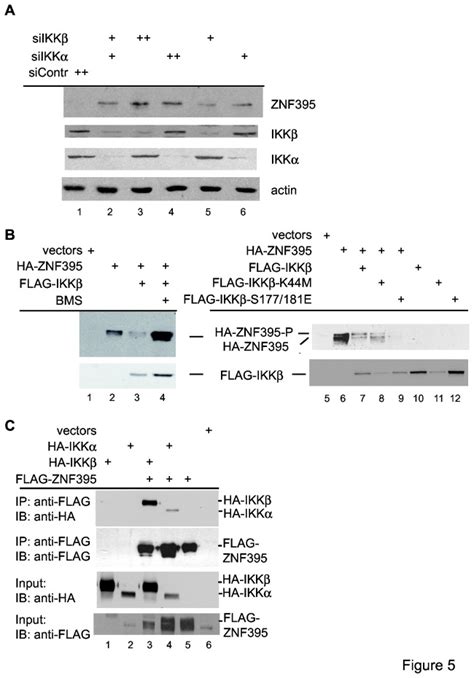 A Analysis Of Extracts Of U87 Mg Cells That Were Transfected With Download Scientific Diagram