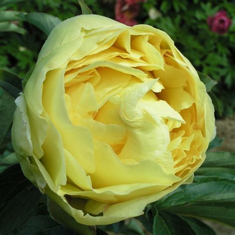 "Екатерининские сады" - Пион ито-гибрид Дюшес де Лорэн (Paeonia Itoh ...