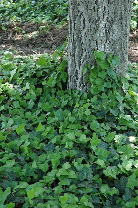 Hedera Helix Baltica Baltic English Ivy An Evergreen Climbing Vine