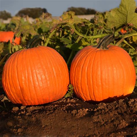 Pumpkin Orange Sunrise F1 Seed Harris Seeds