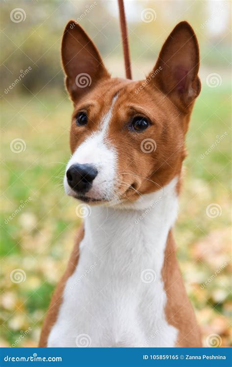 Red Basenji Dog Portrait on Nature Stock Image - Image of elegant ...